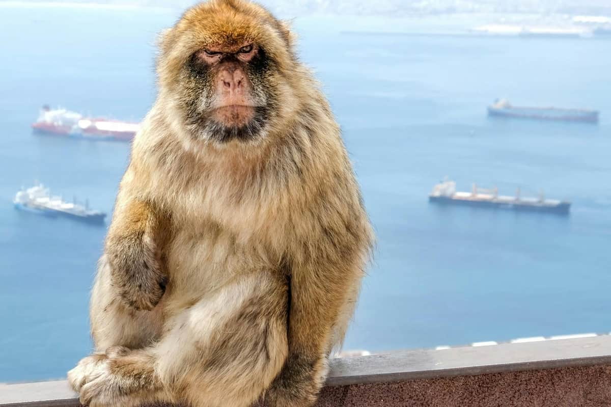 Gibraltar : Visite guidée d'une journée depuis Malaga Un macaque de Barbarie à l'expression sérieuse posant sur un mur surplombant la mer avec plusieurs navires en arrière-plan.