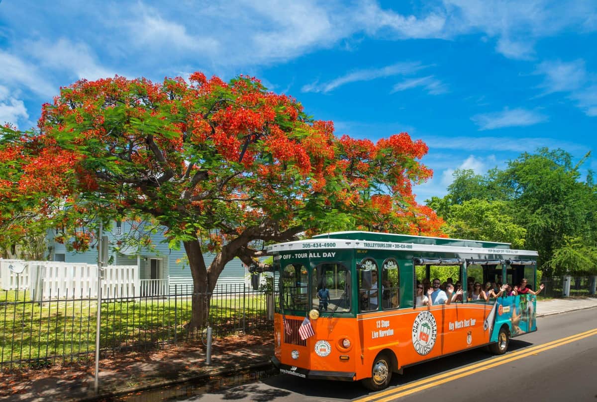 Un chariot orange rempli de touristes passe devant un arbre à fleurs d'un rouge éclatant par une journée ensoleillée.