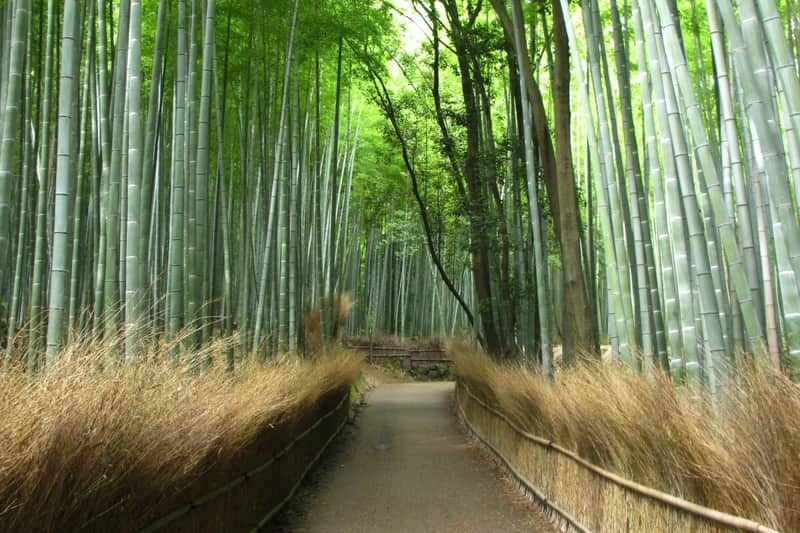 Kyoto : Visite touristique guidée en japonais
